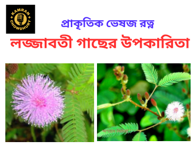 লজ্জাবতী গাছ