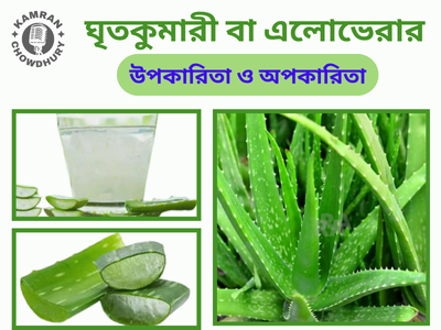 এলোভেরার উপকারিতা ও অপকারিতা