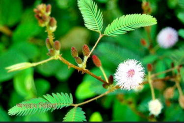 সাদ লজ্জাবতী