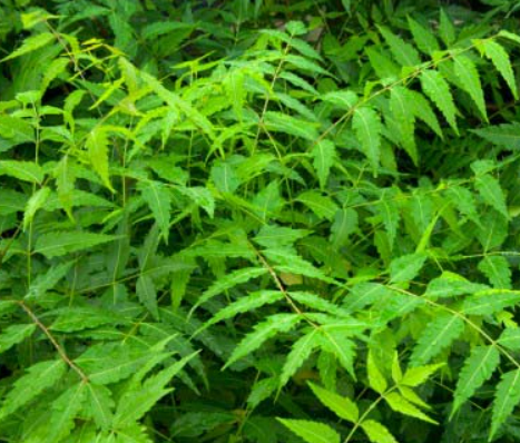 নিমপাতার ১৫টি উপকারিতা
