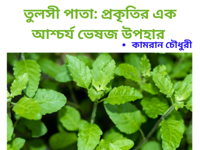 তুলসী পাতা (Holy Basil বা Ocimum sanctum) অত্যন্ত গুণসমৃদ্ধ ভেষজ উদ্ভিদ। হাজার বছর ধরে আয়ুর্বেদ ও প্রাচীন চিকিৎসায় ব্যবহৃত হচ্ছে। তুলসী অনেক স্থানে "পবিত্র তুলসী " বা "পবিত্র গাছ" নামেও পরিচিত। তুলসী শুধু ধর্মীয় গুরুত্বই বহন করে না, এর রয়েছে অসাধারণ ভেষজ গুণাগুণ। এটি শারীরিক, মানসিক ও আধ্যাত্মিক উপকারিতা প্রদান করে। তুলসী পাতায় রয়েছে অ্যান্টিঅক্সিডেন্ট, অ্যান্টিব্যাকটেরিয়াল, অ্যান্টিভাইরাল ও অ্যান্টিফাঙ্গাল গুণ, যা শরীরের ইমিউন সিস্টেম শক্তিশালী করে। এটি সাধারণ সর্দি-কাশি, জ্বর ও সংক্রমণ প্রতিরোধে সাহায্য করে। গরম পানি বা চায়ে তুলসী পাতা দিয়ে খেলে তা দ্রুত আরাম দেয় এবং শ্বাসযন্ত্রকে পরিষ্কার করে। তুলসী একটি অ্যাডাপ্টোজেনিক হার্ব, যা মানসিক চাপ, উদ্বেগ ও অবসাদ কমাতে সাহায্য করে। এটি মস্তিষ্কের কার্যক্ষমতা বৃদ্ধি করে এবং স্নায়ুতন্ত্রকে শান্ত রাখে। নিয়মিত তুলসী পাতা চিবালে বা তুলসী-চা পান করলে মন শান্ত থাকে এবং ঘুমের গুণগত মান উন্নত হয়। তুলসী পাতা হজমের উন্নতিতে গুরুত্বপূর্ণ ভূমিকা রাখে। এটি গ্যাস্ট্রিক সমস্যা, বদহজম, কোষ্ঠকাঠিন্য এবং পেটের গ্যাস কমাতে সাহায্য করে। পাশাপাশি, এটি লিভারকে সুস্থ রাখতে সাহায্য করে এবং কিডনির স্বাস্থ্য সুরক্ষা দেয়। দেহের বিষাক্ত পদার্থ নিষ্কাশনে ভূমিকা রাখে।