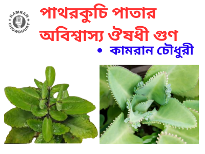 পাথরকুচি (Kalanchoe pinnata) একটি ভেষজ গাছ যা বাংলাদেশ, ভারতসহ বিভিন্ন দেশে প্রাকৃতিক ঔষধ হিসেবে ব্যবহৃত হয়। প্রকৃতির অমূল্য দানগুলোর মধ্যে পাথরকুচি পাতা অন্যতম। বহুবিধ ঔষধি গুণে সমৃদ্ধ পাথরকুচি গাছটির উপস্থিতি একসময় বাংলার ঘরে ঘরে ছিল। আধুনিক চিকিৎসার পাশাপাশি এখনও অনেক মানুষ পাথরকুচি পাতাকে প্রাকৃতিক বিকল্প হিসেবে ব্যবহার করে থাকেন। এর পাতায় রয়েছে অসাধারণ ভেষজ গুণ, যা নানাবিদ শারীরিক সমস্যা সমাধানে কার্যকরী। চলুন জেনে নিই পাথরকুচি পাতার কিছু অবিশ্বাস্য ঔষধী গুণ। পাথরকুচি পাতার সবচেয়ে বিখ্যাত ব্যবহার হলো কিডনি ও গলব্লাডারের পাথর দূর করা। এটি প্রস্রাবের পরিমাণ বাড়িয়ে পাথর গলাতে সাহায্য করে। প্রতিদিন সকালে খালি পেটে ২-৩টি পাথরকুচি পাতা চিবিয়ে খেলে বা এক চামচ পাতার রস খালি পেটে সেবন করলে ছোট আকারের কিডনি পাথর ধীরে ধীরে গলে যেতে পারে। পাথরকুচি পাতার রসে অ্যান্টি-ইনফ্লেমেটরি ও অ্যান্টি-ব্যাকটেরিয়াল উপাদান রয়েছে, যা কাটা-ছেঁড়া, পোড়া বা ঘা শুকাতে দ্রুত কাজ করে। পাতার রস বা পাতা থেঁতো করে ক্ষতস্থানে লাগালে প্রদাহ কমে, সংক্রমণ রোধ হয় এবং দ্রুত নিরাময় হয়। বাত, গাঁটে ব্যথা বা মাংসপেশীর ব্যথা কমাতে পাথরকুচি পাতার রস খুবই উপকারী। পাতাটি গরম করে ব্যথার স্থানে প্রলেপ দিলে ব্যথা কমে যায়। এছাড়া এটি মাথাব্যথা ও দাঁতের ব্যথা উপশমেও কার্যকর। পাথরকুচি পাতার রস পেটের গ্যাস, অ্যাসিডিটি ও বদহজমের সমস্যা দূর করে। এটি পাচনতন্ত্রের সংক্রমণ রোধ করে এবং হজমে সহায়তা করে। গবেষণায় দেখা গেছে, পাথরকুচি পাতার রস রক্তে শর্করার মাত্রা নিয়ন্ত্রণে ভূমিকা রাখে। ডায়াবেটিস রোগীরা নিয়মিত সকালে কয়েকটি পাতা চিবিয়ে খেলে উপকার পেতে পারেন। পাথরকুচি পাতার রস প্রস্রাব বৃদ্ধিতে সহায়ক। যাদের প্রস্রাব বন্ধ বা অস্বাভাবিকভাবে কম হচ্ছে, তারা এই পাতার রস পান করলে উপকার পেতে পারেন। এটি মূত্রাশয়ের কার্যকারিতা উন্নত করে এবং শরীর থেকে টক্সিন নির্গমনেও সাহায্য করে। পাথরকুচি পাতায় পটাশিয়াম ও ফ্ল্যাভোনয়েডস থাকে, যা রক্তচাপ নিয়ন্ত্রণে সহায়তা করে। এটি ধমনীর স্বাস্থ্য ভালো রাখে এবং হৃদরোগের ঝুঁকি কমায়। একজিমা, ফোড়া, ব্রণ বা ত্বকের ফুসকুড়ি দূর করতে পাথরকুচি পাতার রস ব্যবহার করা হয়। এটি ত্বকের ইনফেকশন ও প্রদাহ কমাতে সাহায্য করে। সর্দি-কাশি বা গলা ব্যথার উপশমেও পাথরকুচি পাতা ব্যবহার হয়। পাতার রস হালকা গরম করে মধুর সঙ্গে মিশিয়ে খেলে গলা ব্যথা ও কাশি থেকে মুক্তি মেলে। এটি শিশুদের জন্যও নিরাপদ একটি ঘরোয়া প্রতিকার। পাথরকুচি পাতার অনেক উপকারিতা থাকলেও অতিরিক্ত সেবনে বমি বা পেটব্যথা হতে পারে। মনে রাখতে হবে, যেকোনো প্রাকৃতিক ভেষজ ব্যবহারের আগে একজন চিকিৎসকের পরামর্শ নেওয়া উচিত, বিশেষ করে গর্ভবতী মহিলা বা যাদের আগে থেকে জটিল রোগ রয়েছে। প্রকৃতির এই আশ্চর্য গাছটি আমাদের দৈনন্দিন স্বাস্থ্য সমস্যা সমাধানে সহজ ও প্রাকৃতিক উপায় দেয়। নিয়মিত ও পরিমিত ব্যবহারে পাথরকুচি পাতা হতে পারে আপনার প্রিয় ভেষজ সহায়ক! সবশেষে বলা যায়, পাথরকুচি একটি সহজলভ্য কিন্তু অমূল্য ভেষজ সম্পদ। প্রাকৃতিক উপায়ে সুস্থ থাকতে চাইলে পাথরকুচি পাতার এই উপকারিতা আমাদের দৈনন্দিন জীবনে কাজে লাগাতে পারি।