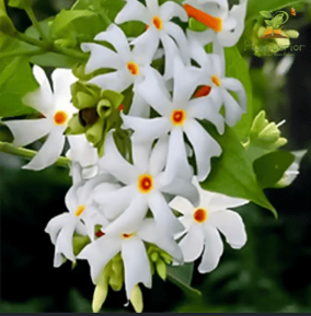 কামরান চৌধুরীর লেখা প্রকৃতিপ্রেমী বাংলা কবিতা “শরৎ বন্দনা”। কাশফুল, শিউলি আর ভোরের শিশিরে আঁকা শরতের অনুপম রূপ ও প্রকৃতির মায়াবী বন্দনা পড়ুন।